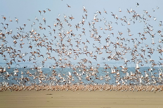 Schwarm fliegender und sitzender Vögel