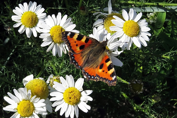 Schmetterling auf Nahrungssuche Schmetterling auf Nahrungssuche