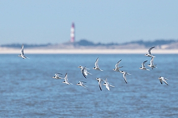 Fliegende Zwergseeschwalben mit Amrum am Horizont