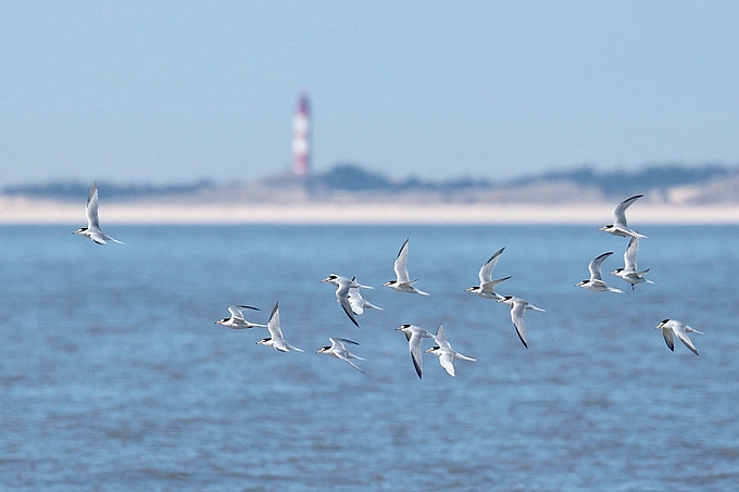 Fliegende Zwergseeschwalben mit Amrum am Horizont