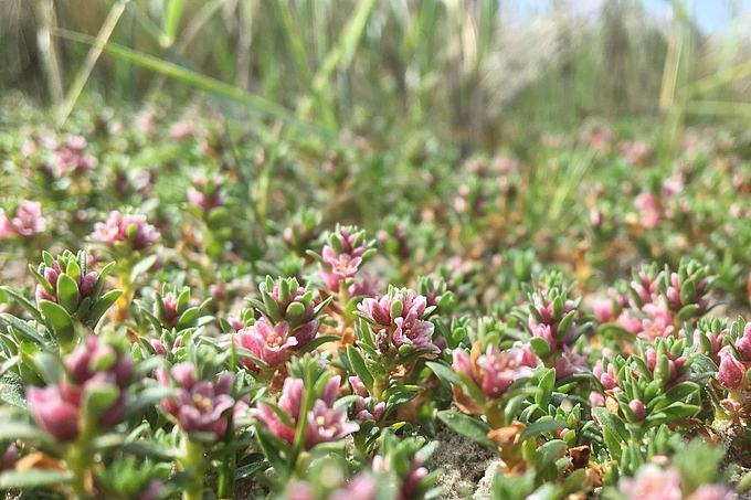 Kleine Blüten des Milchkrauts