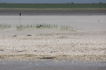 Brütender Austernfischer auf Sandbank