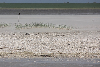 Brütender Austernfischer auf Sandbank