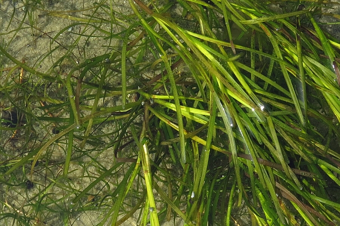 Großes und Kleines Seegras in Flachwasser Großes und Kleines Seegras in Flachwasser