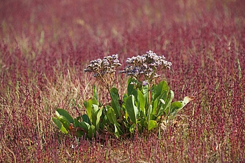 Strandflieder in roter Quellerwiese