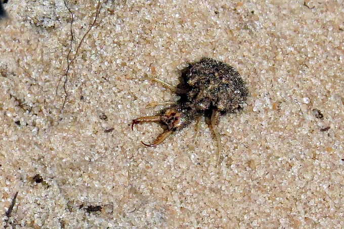 Larve gräbt sich ein