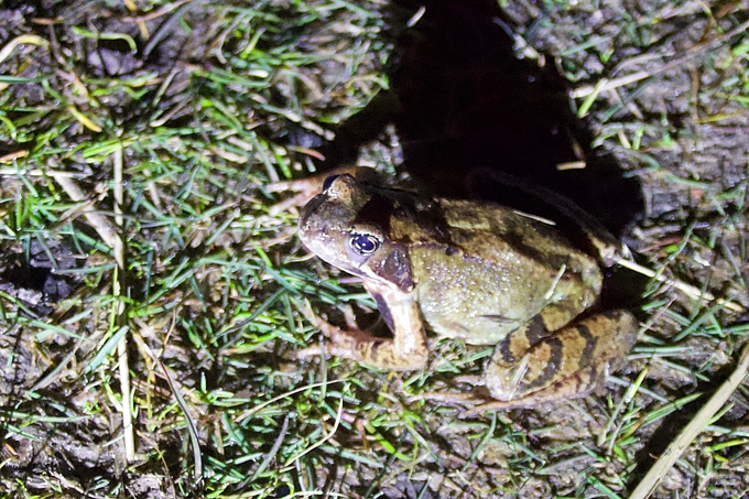 Grasfrosch am Wegrand