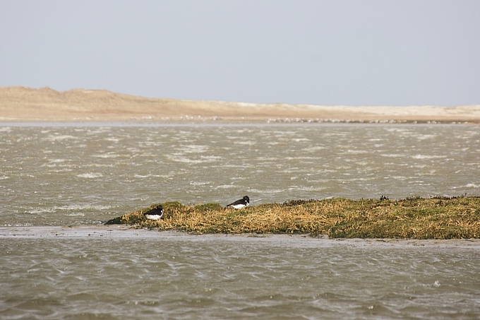 Rastende Austernfischer