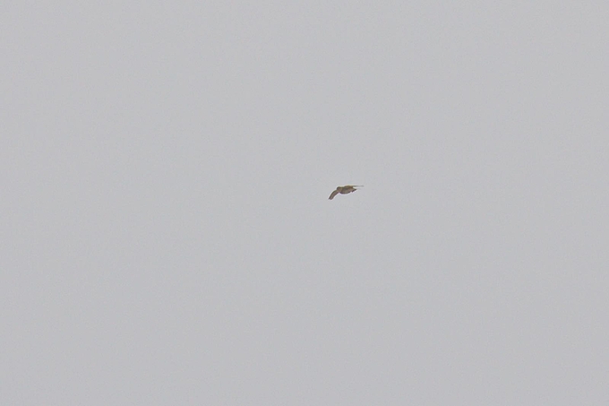 Feldlerche im Singflug am grauen Himmel