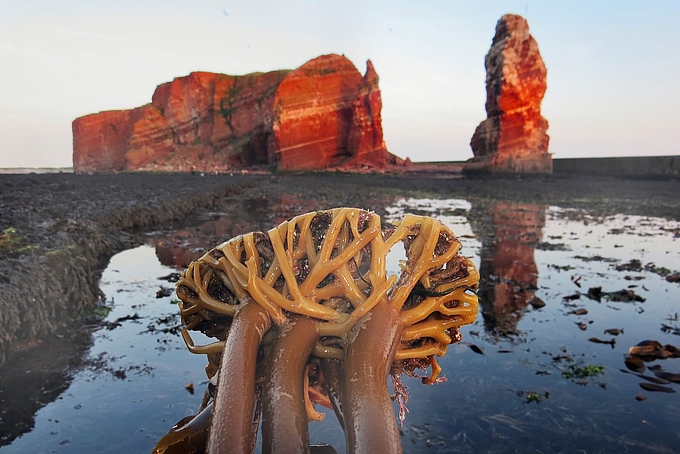 Rhizoide vor der Kulisse von Helgoland Rhizoide vor der Kulisse von Helgoland
