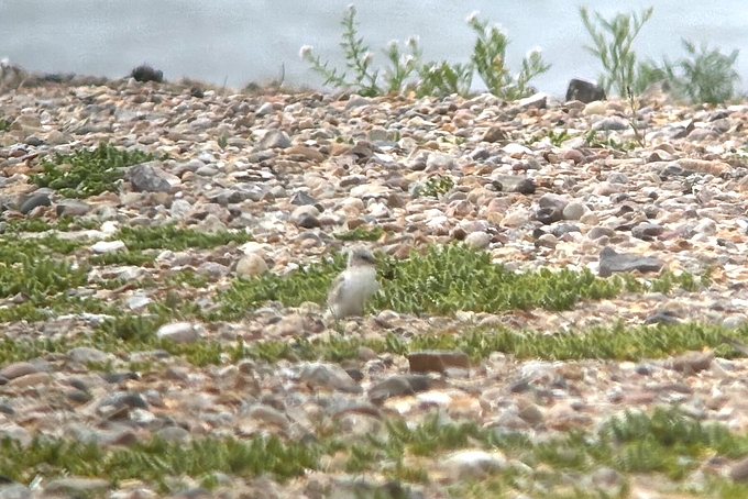 Junge Zwergseeschwalbe wartet auf dem Strand Junge Zwergseeschwalbe wartet auf dem Strand