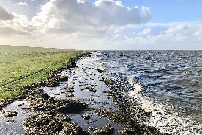 Spülsaum am Deich bei Keitum
