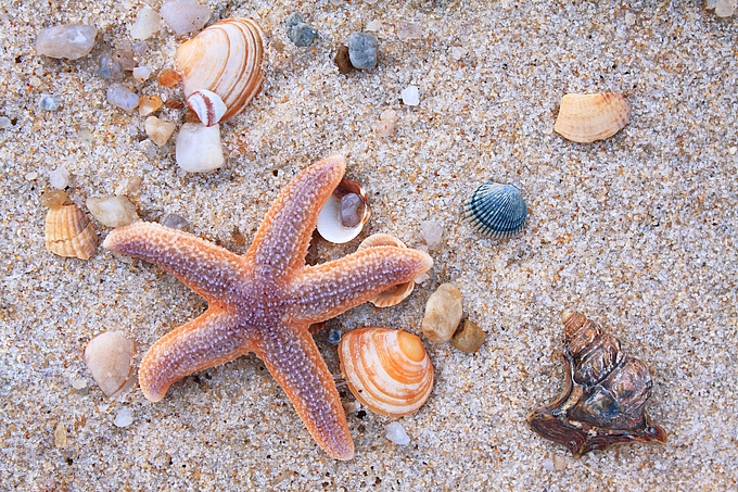 Seestern und Muscheln am Strand