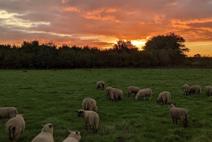 Schafe bei Sonnenaufgang