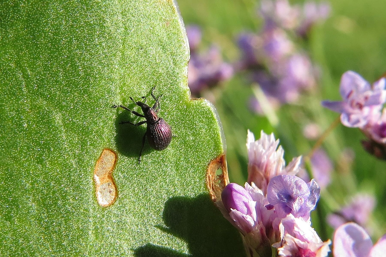Käfer auf Halligflieder Käfer auf Halligflieder