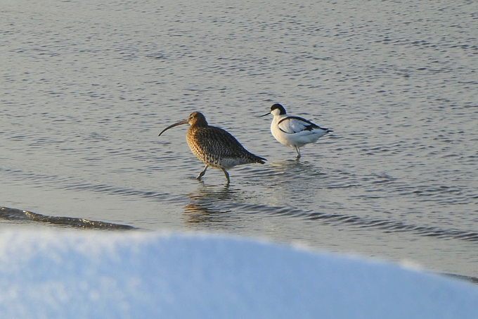 Brachvogel und Säbelschnäbler in Wasser an verschneitem Ufer