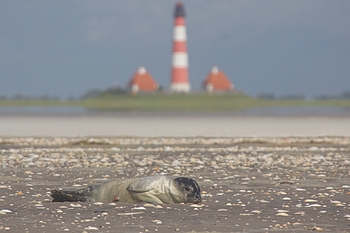 Seehund am Strand vor dem Leuchtturm Westerhever