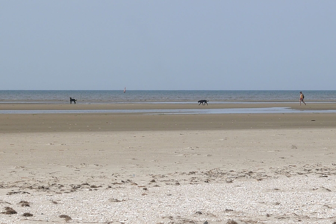 Person mit 2 freilaufenden Hunden
