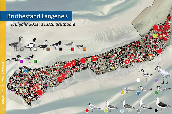 Karte der Brutvögel auf Hallig Langeneß 2021