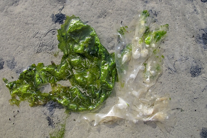 Meersalat grün und verblasst