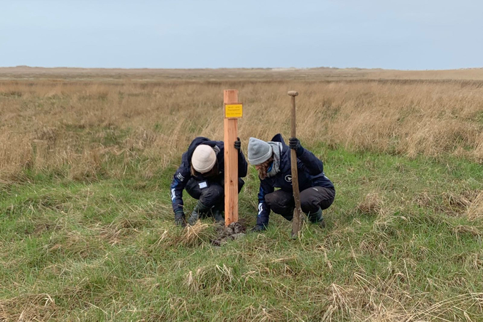 Zwei Freiwilligen graben Pfahl in der Salzwiese ein
