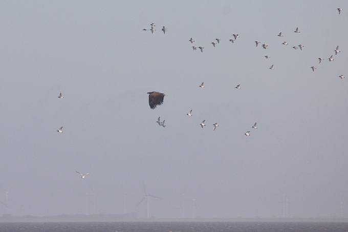 Seeadler und Schwarm aufgeflogener Austernfischer