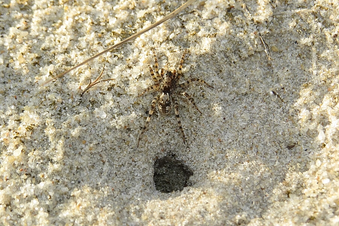 Spinne neben Loch im Sand
