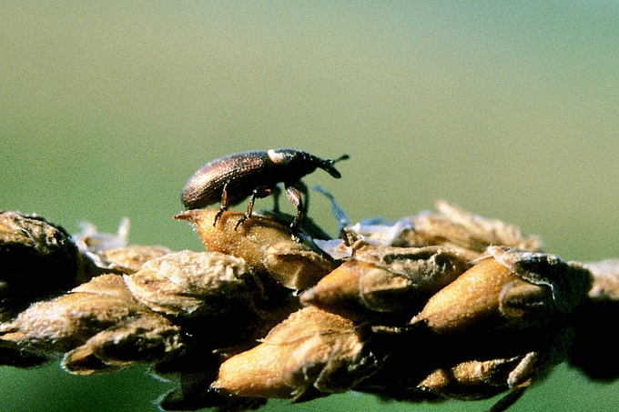 Käfer auf Ähre des Wegerichs