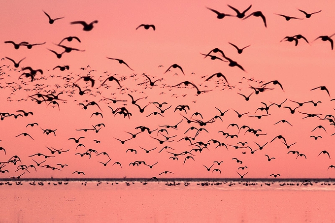 Vogelschwarm über dem abendlichen Watt