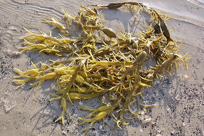Angespültes Büschel des Knotentangs