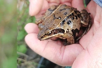 Moorfrosch in einer Hand