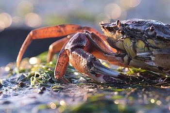 Strandkrabbe nah