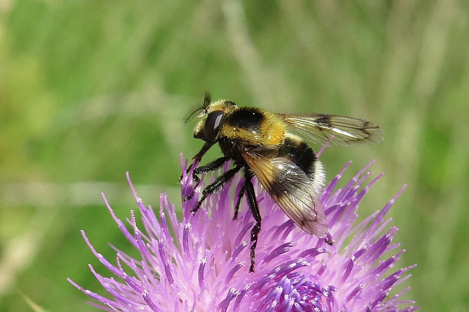 Wie Hummel wirkende Schwebfliege Wie Hummel wirkende Schwebfliege