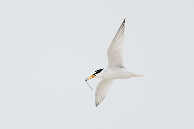 Fliegende Zwergseeschwalbe mit Fisch im Schnabel