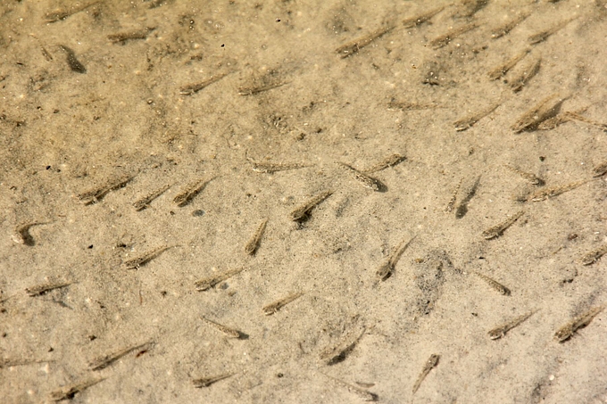 Grundeln im Flachwasser
