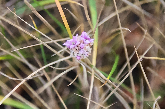 Strandgrasnelke blüht im Herbst