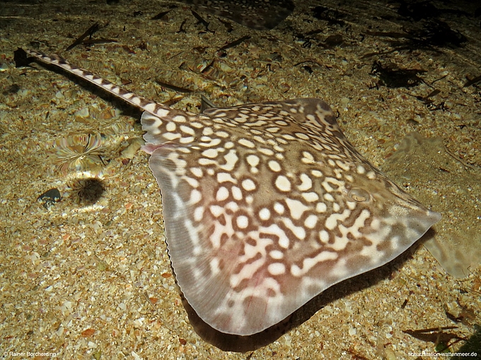 Schwimmender Nagelrochen