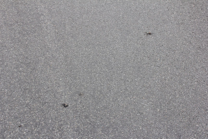 Zwei kleine tote Kröten im Abstand von einem Meter