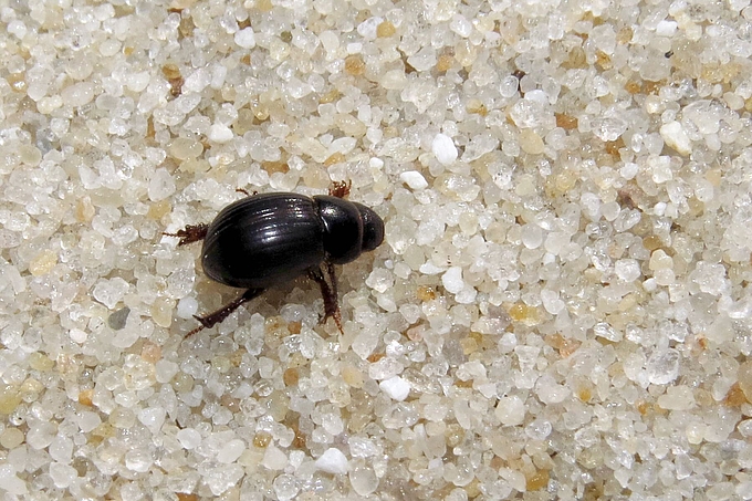 Kleiner Käfer auf Sandkörnern Kleiner Käfer auf Sandkörnern
