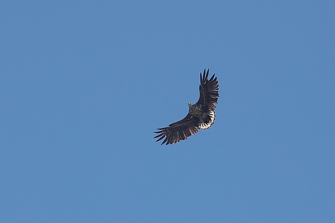 Seeadler vor blauem Himmel