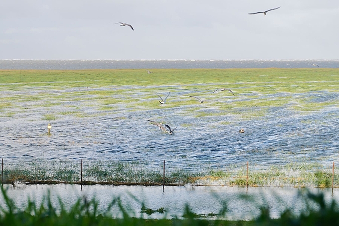 Möwen jagen im steigenden Wasser