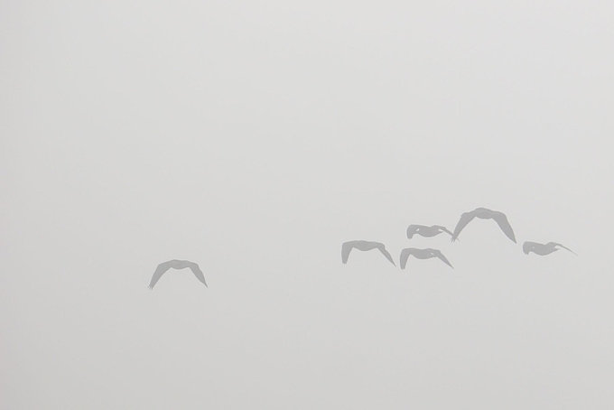 Gänse fliegen in dichtem Nebel Gänse fliegen in dichtem Nebel