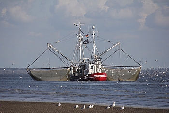 Möwen verfolgen Fischkutter, der die Netze anhebt.