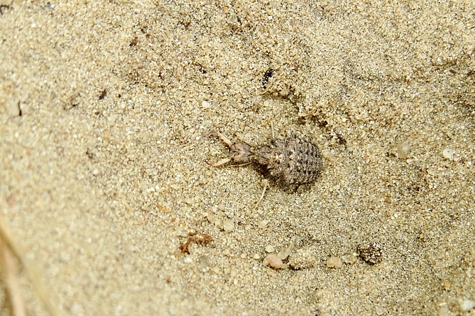 Halb im Sand verborgener Ameisenlöwe