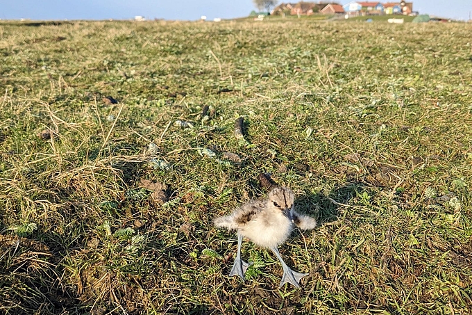 Küken eines Säbelschnäblers auf Hallig Hooge