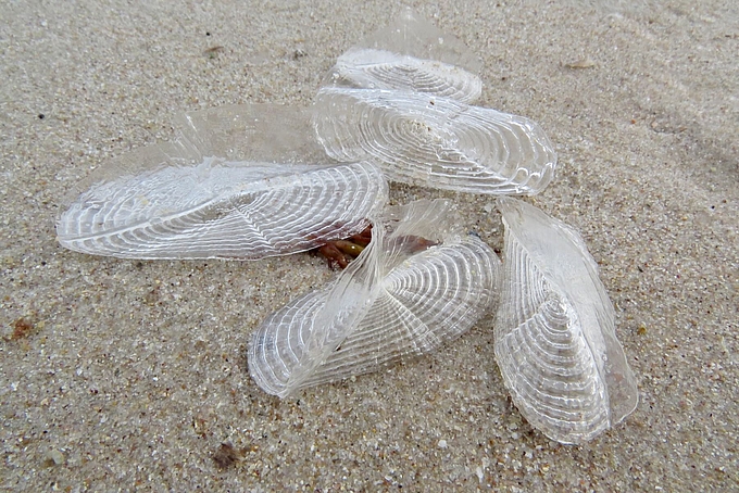 Hüllen von Segelquallen