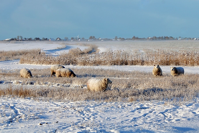Schafe in Schnee und Morgennebel