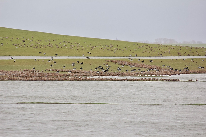 Viele Vögel dichtgedrängt an der Wasserkante. Dahinter weitere bei der Nahrungssuche.