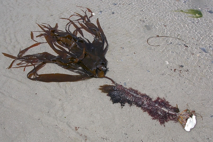 Angespülter Tang mit weißem Stein am Rhizoid Angespülter Tang mit weißem Stein am Rhizoid
