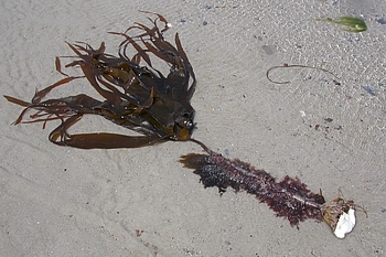Angespülter Tang mit weißem Stein am Rhizoid